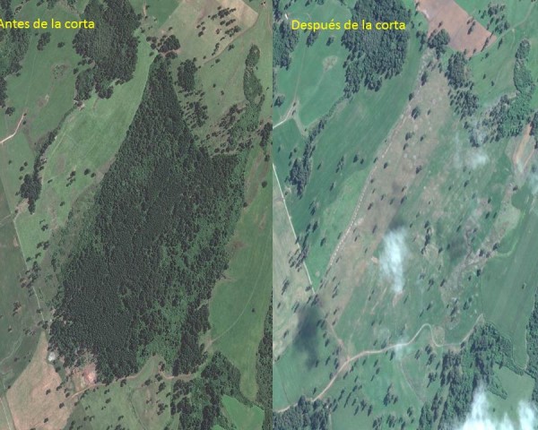 Forestal Arauco multada por tala ilegal de bosque nativo