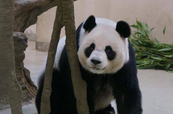 Osa panda finge estar embarazada para obtener mejores cuidados