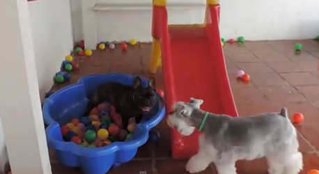 Divertida reacción de un perro al ver por primer vez una piscina de bolas