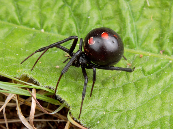 Conoce a la fascinante araña viuda negra: la hembra que se come a su pareja