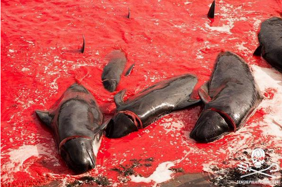Horrorosa matanza de ballenas con ayuda de la Armada danesa tiñe de rojo el Atlántico