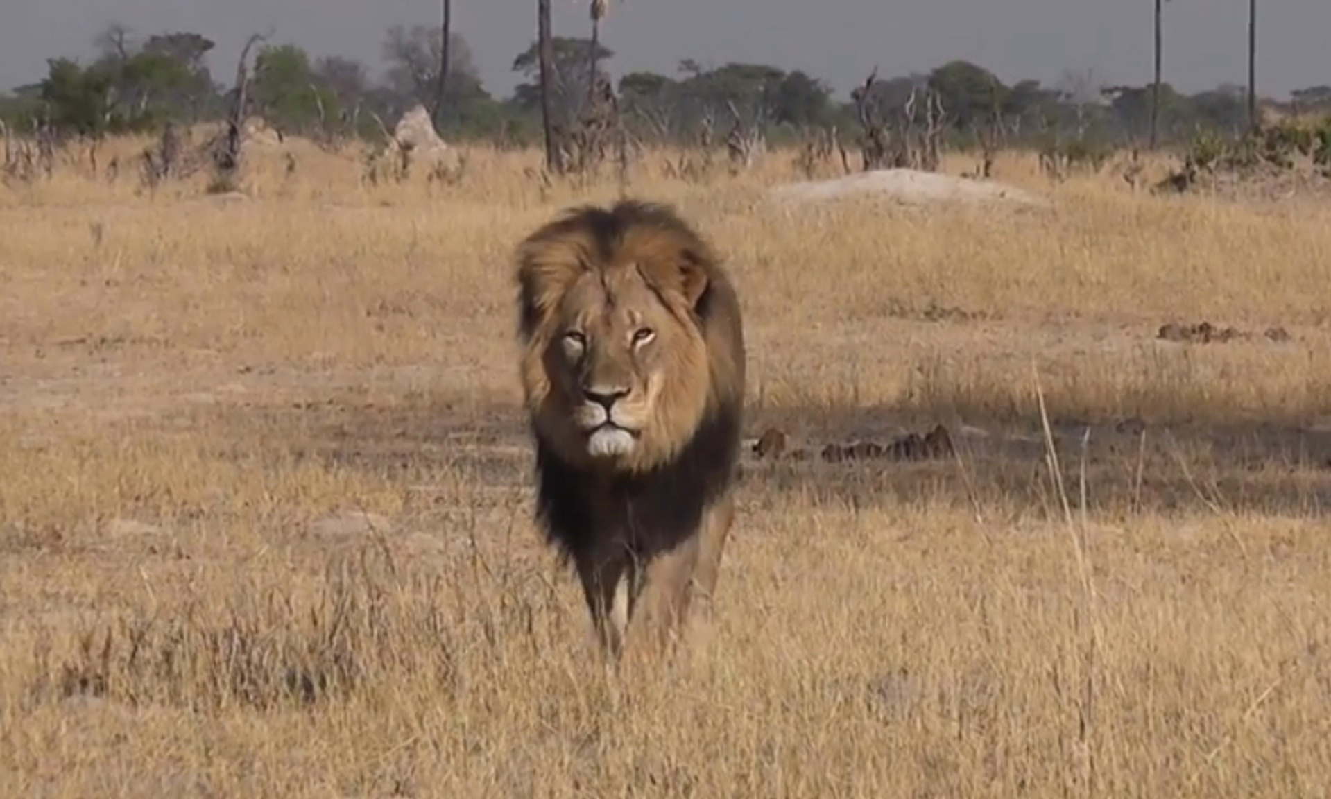 A raíz de la muerte del león Cécil, Zimbabwe procesa a cazadores