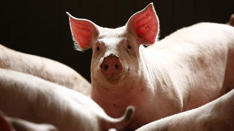 Agricultores franceses sueltan cerdos en un supermercado como medida de protesta (video)