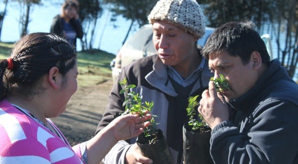 Conaf entrega árboles nativos a comunidad mapuche de Tirúa para reforestar zona de camping
