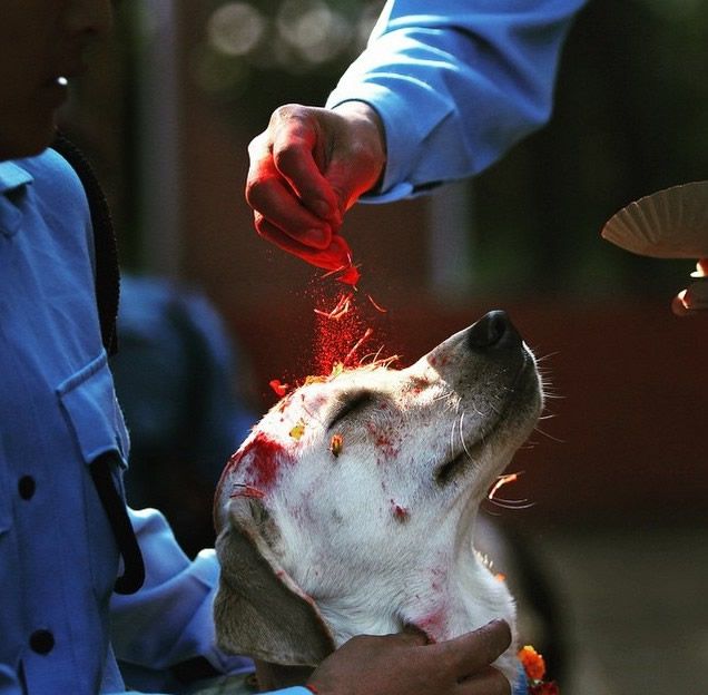 Festival en Nepal que homenajea la Lealtad de los Perros