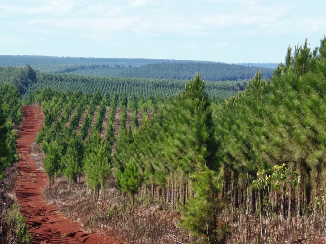 Árboles y transgenia en Chile: la nueva chispa de la industria forestal