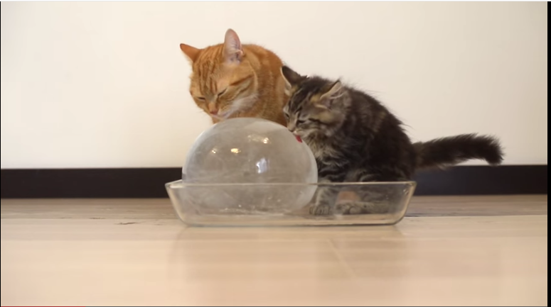 Entretener a tu gato nunca había sido tan fácil como con una bola de hielo…