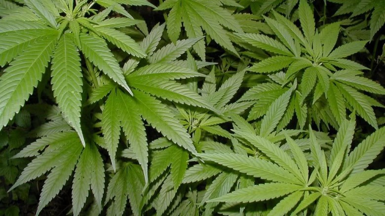 Jugo de hojas de marihuana: espectacular para la salud