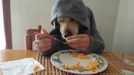 10 alimentos para humanos que también pueden comer los perros