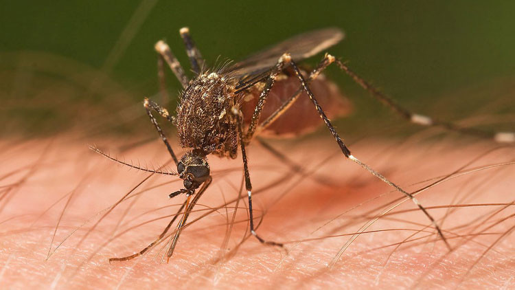 Revelan cómo los mosquitos ‘cazan’ a sus víctimas