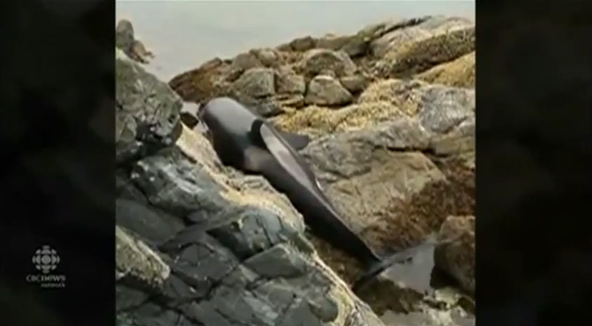 YouTube: Salvan a orca que terminó varada entre las rocas