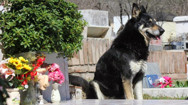 Un perro lleva 9 años junto a la tumba de su dueño