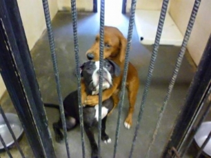 Dos perros que iban a ser sacrificados se salvaron gracias a una foto suya abrazados