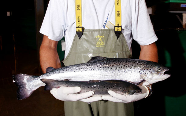 Canadá rechaza el salmón transgénico por considerarlo peligroso