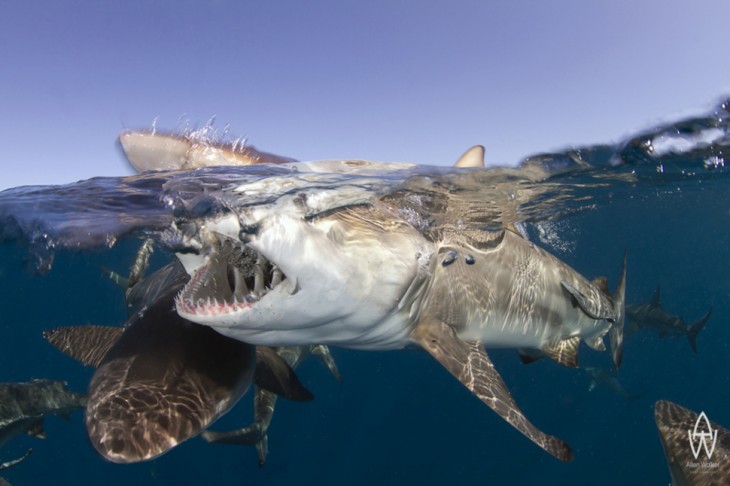 Estas 33 imágenes debajo y sobre el agua es lo mas genial que verás hoy