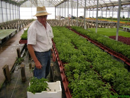 Aprende a cultivar Stevia