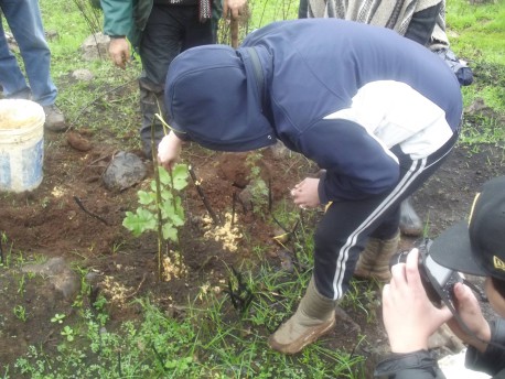 Plantando esperanza: La reforestación de bosque nativo en San Cipriano, Mininco