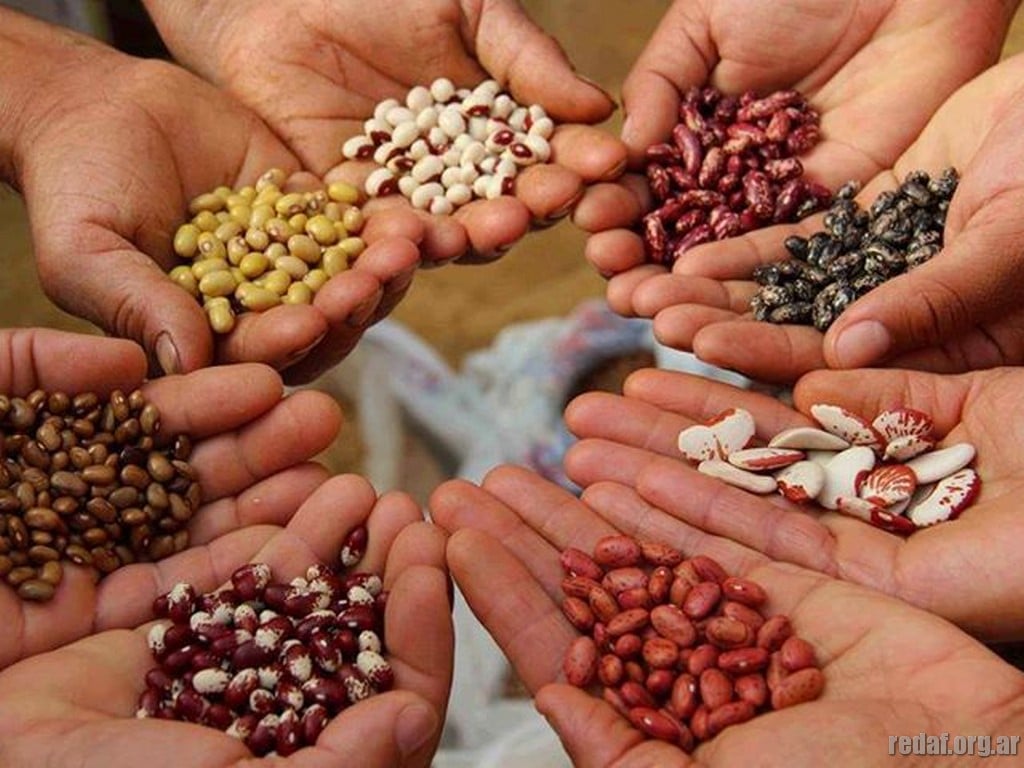 10 empresas dominan el 75% del mercado mundial de semillas