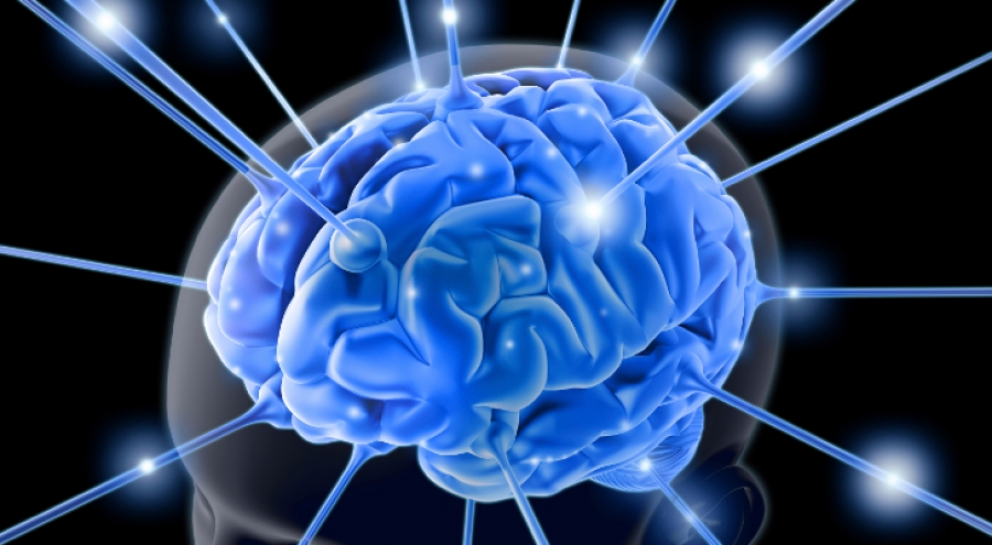 Neurociencia en el aula: Despertando al cerebro de “arriba”