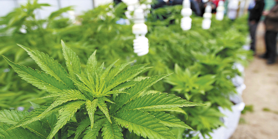 Confirman absolución de imputada por cultivo y uso de marihuana: Estaba destinada a fines medicinales