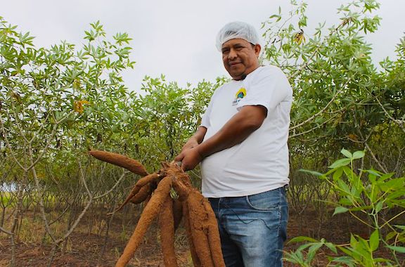 Tribu de Brasil multiplica cultivo de yuca gracias a su sabiduría ancestral