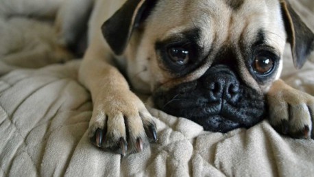 12 Cosas que tu perro puede saber antes de que ocurran