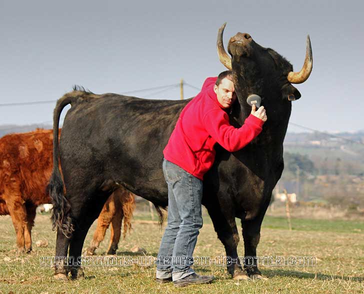 Adoptó un toro de corridas y le demostró al mundo que se trata de un deporte cruel