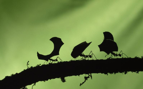 Estudio revela que las hormigas son, en realidad, unas flojas
