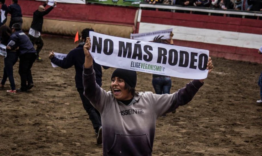 VIDEO: Animalistas irrumpen en medialuna de Santiago para exigir fin al rodeo