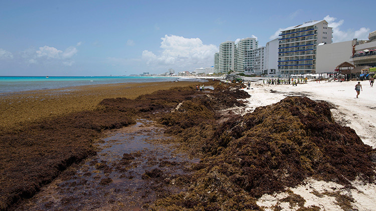Fotos: Invasión de algas afecta a paradisíacas playas del Caribe