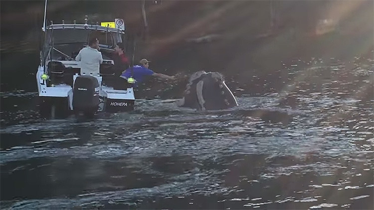 Videos: Una ballena ‘atragantada’ con una bolsa de plástico ‘suplica’ ayuda