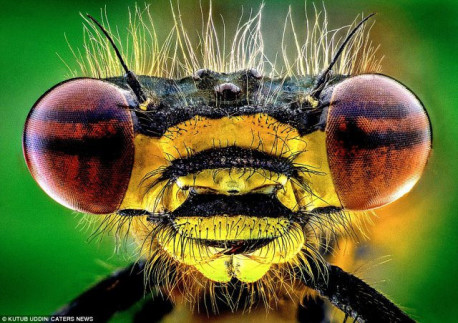 Si te dan miedo los insectos ¡Ni se te ocurra abrir este link!