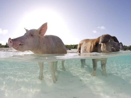 10 islas, ciudades o lugares del mundo “gobernados” por animales salvajes
