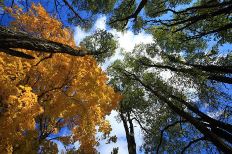 ¿Eres amante de la naturaleza? Arbolapp es tu aplicación