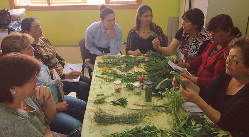 Acercan la medicina ancestral williche a la comunidad de Chiloé