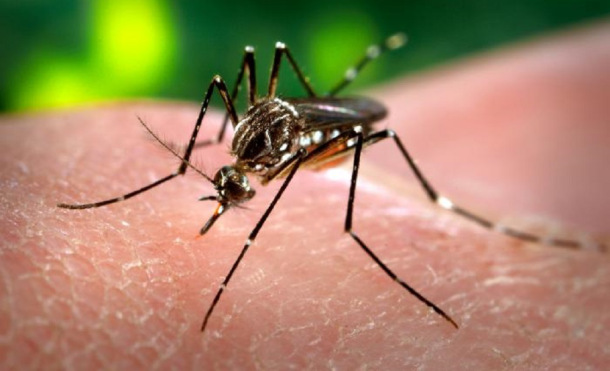 La próxima startup de Alphabet (antes Google) irá sobre mosquitos transgénicos