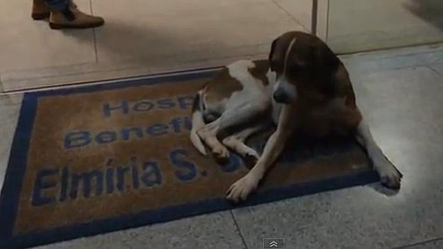 La triste y larga espera de un perro en el hospital donde murió su dueña