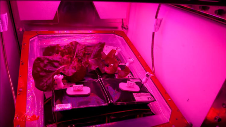Astronautas comerán su primera cosecha espacial