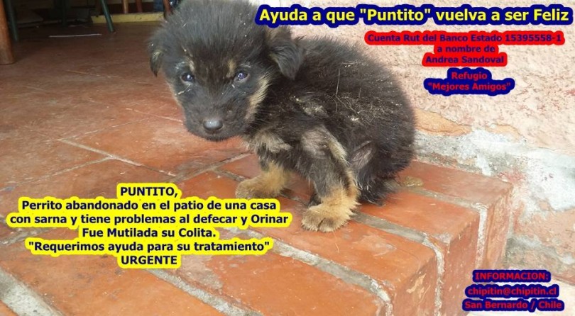 La historia de Puntito, el cachorro que lucha por ganarle la batalla a la sarna