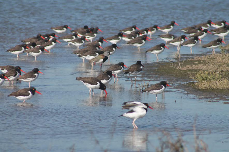 Humedal del río Maipo obtiene reconocimiento internacional por sus aves playeras