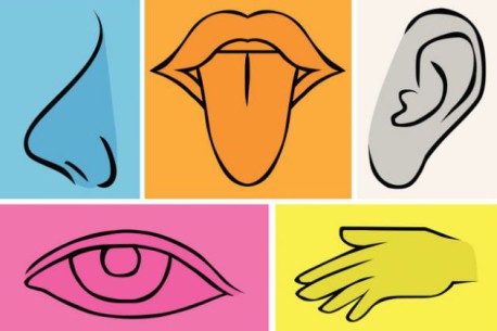 ¿Cuántos sentidos crees que tenemos?