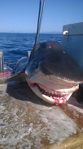En Australia pescan al tiburón azul más grande de la historia