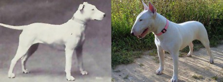 Mira cómo ha modificado el hombre a estos 10 perros en los últimos 100 años