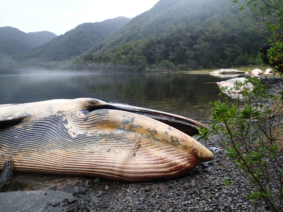 Ballenas varadas en Aysén: Toxina y no acción humana habrían causado masiva mortandad