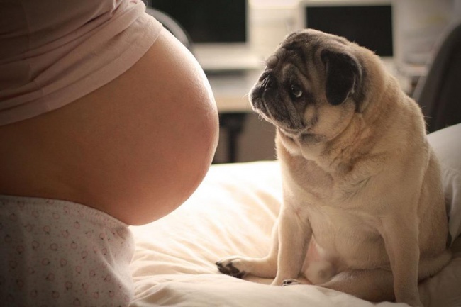 20 fotografías que demuestran que los perros aman los embarazos
