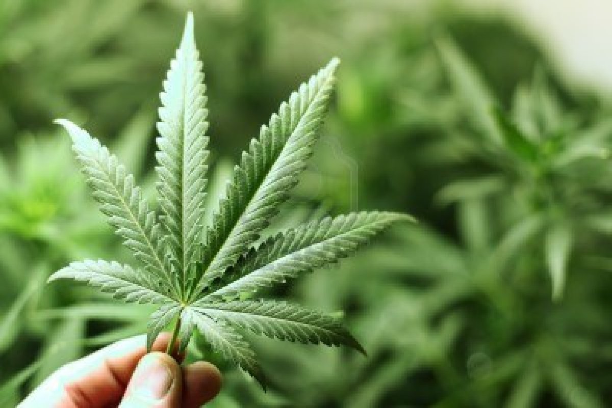 Autocultivo de marihuana: Gobierno pide bajar de seis a una planta por casa