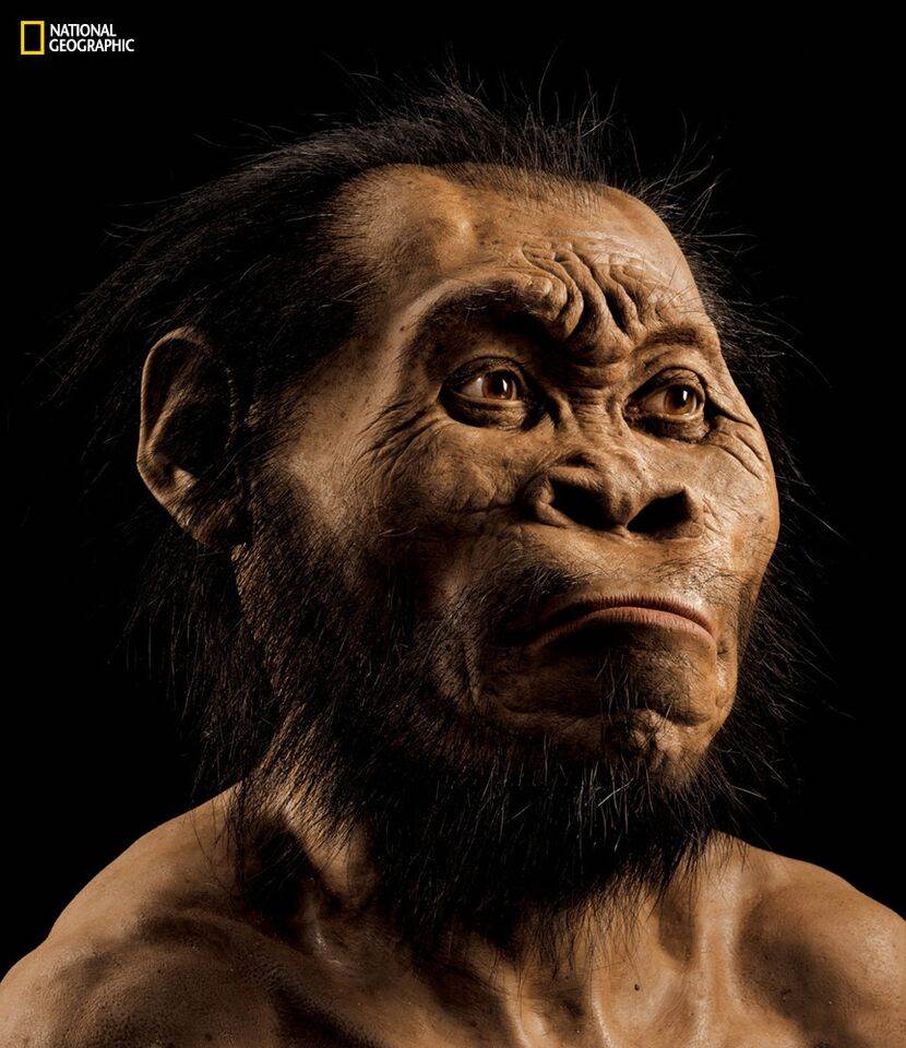 Homo Naledi: descubren en África nuevo antepasado del hombre