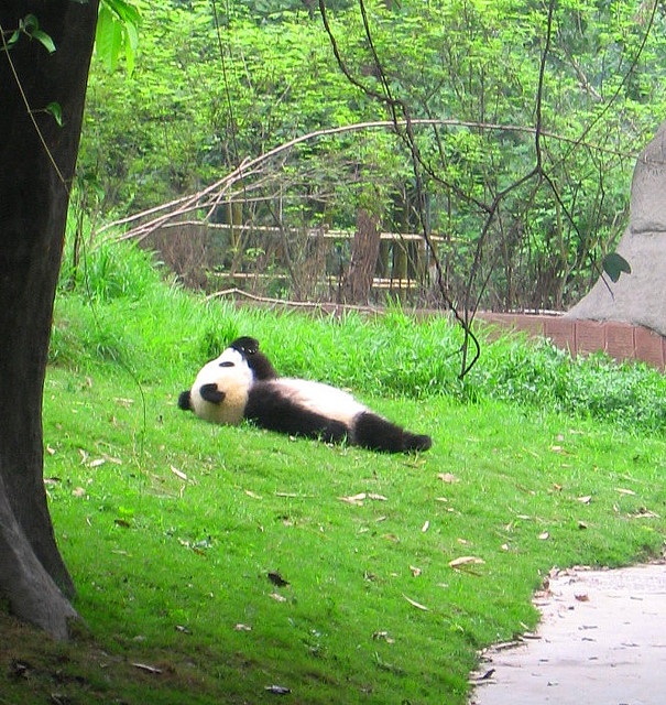 Disfruta con los trolleos en photoshop que le hacen a este tierno panda