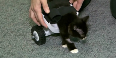 Estudiantes hacen una silla de ruedas 3D a un gatito cojo (vídeo)