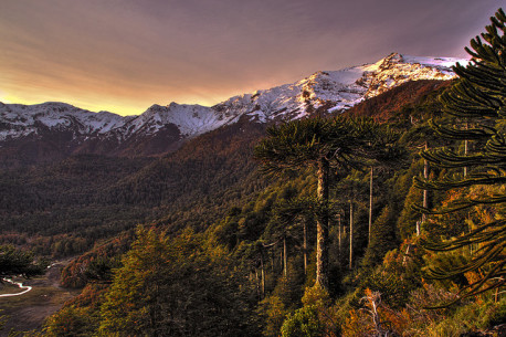 Licitación de CONAF en la Reserva Nacional Malleco, Araucanía: Que el bosque no se haga humo